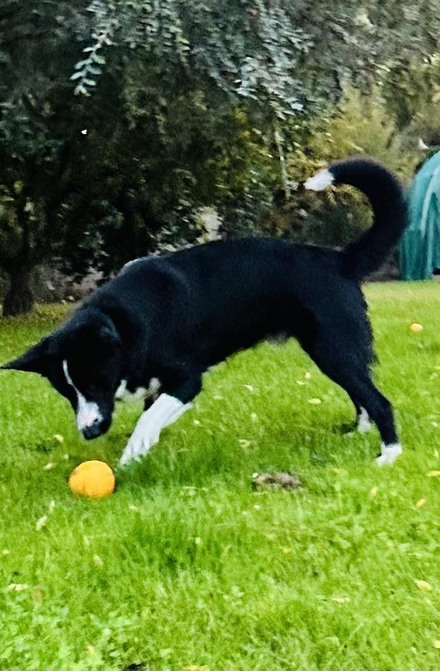 Enlarge Jack, a Adoptable mixed breed in Bakersfield, CA image 4/6