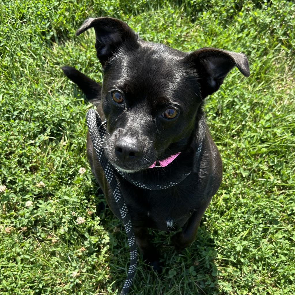 Sassy, Adoptable, Adult Female Pug & Beagle.