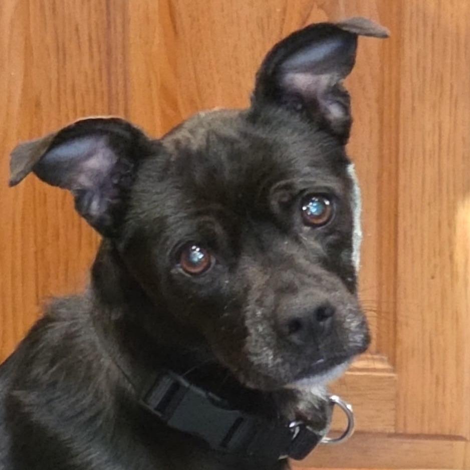 Enlarge Sassy, a Adoptable mixed breed in Springfield, IL image 2/5