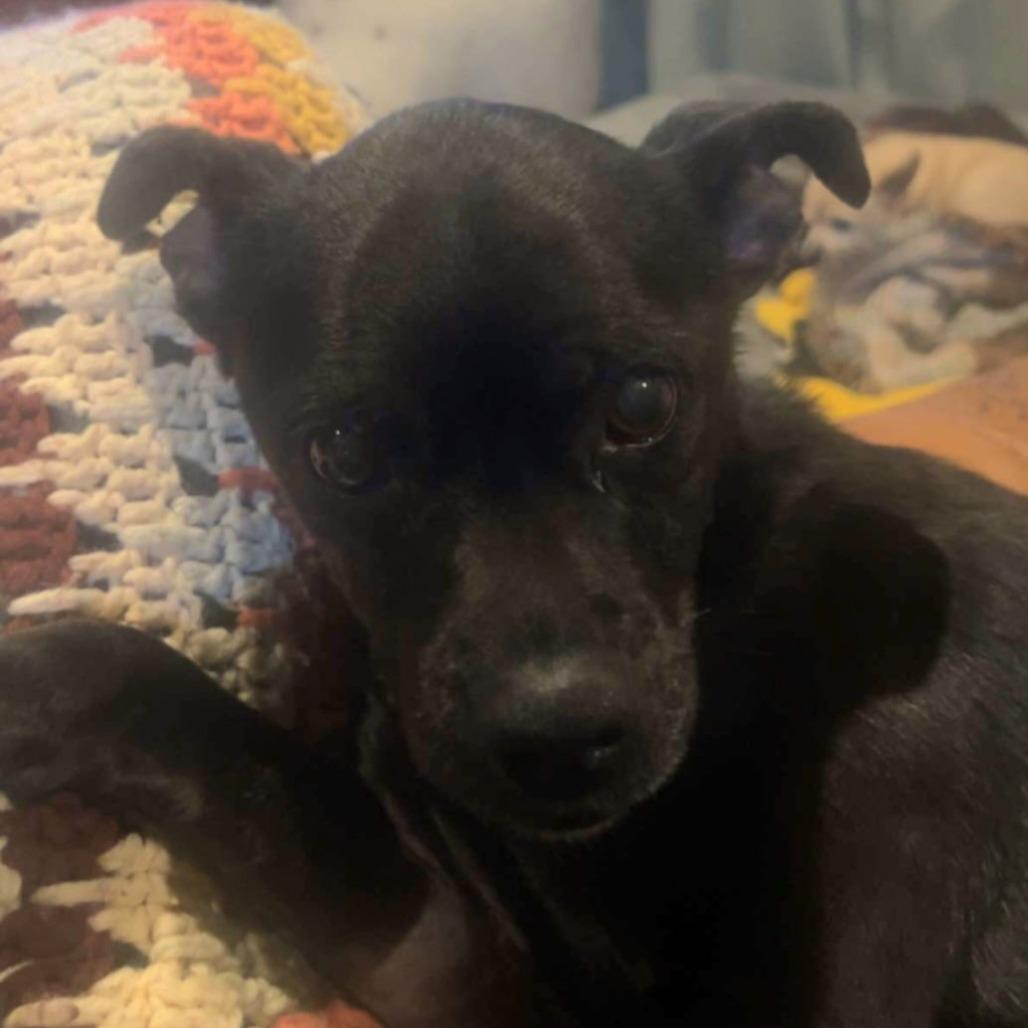 Enlarge Sassy, a Adoptable mixed breed in Springfield, IL image 3/5