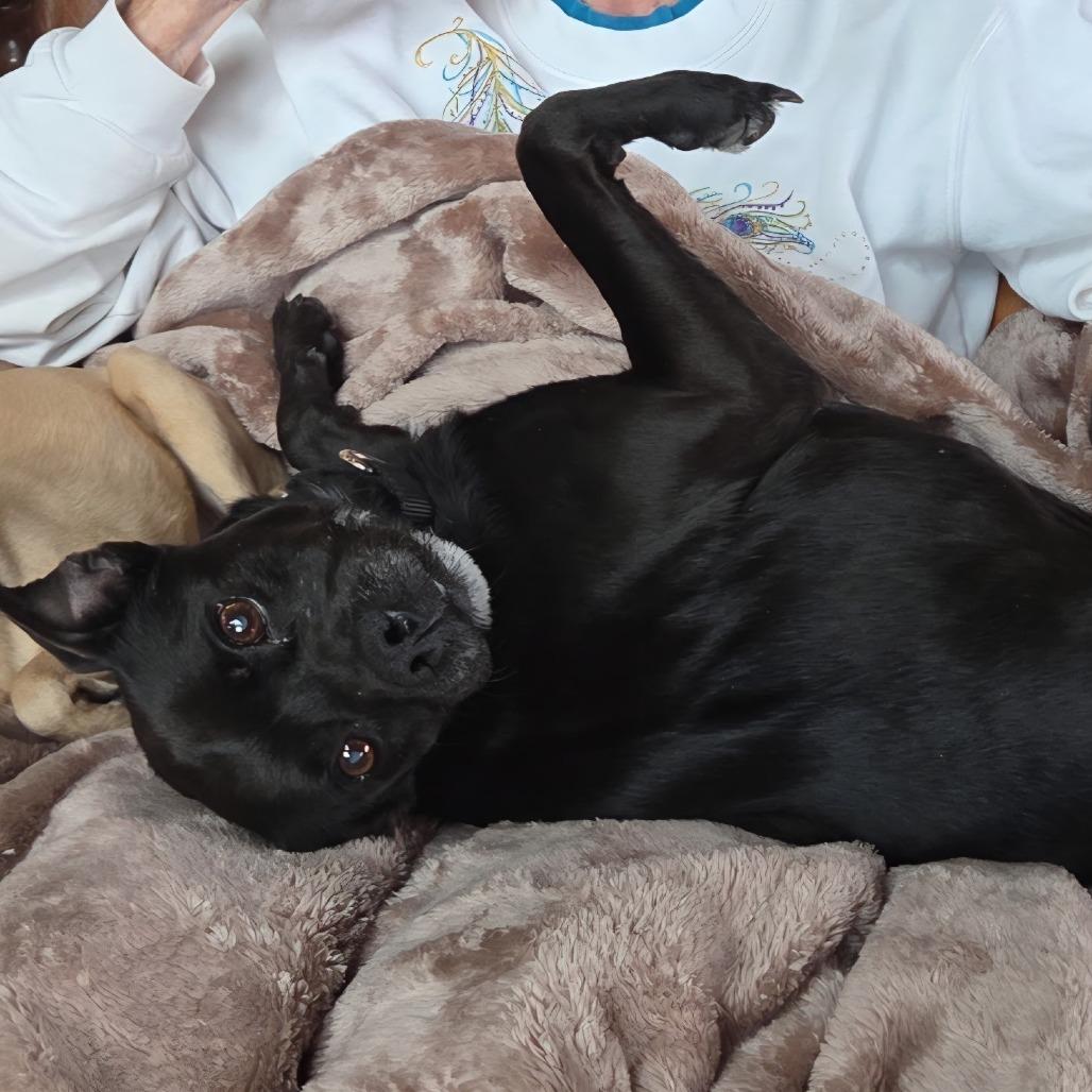 Enlarge Sassy, a Adoptable mixed breed in Springfield, IL image 4/5