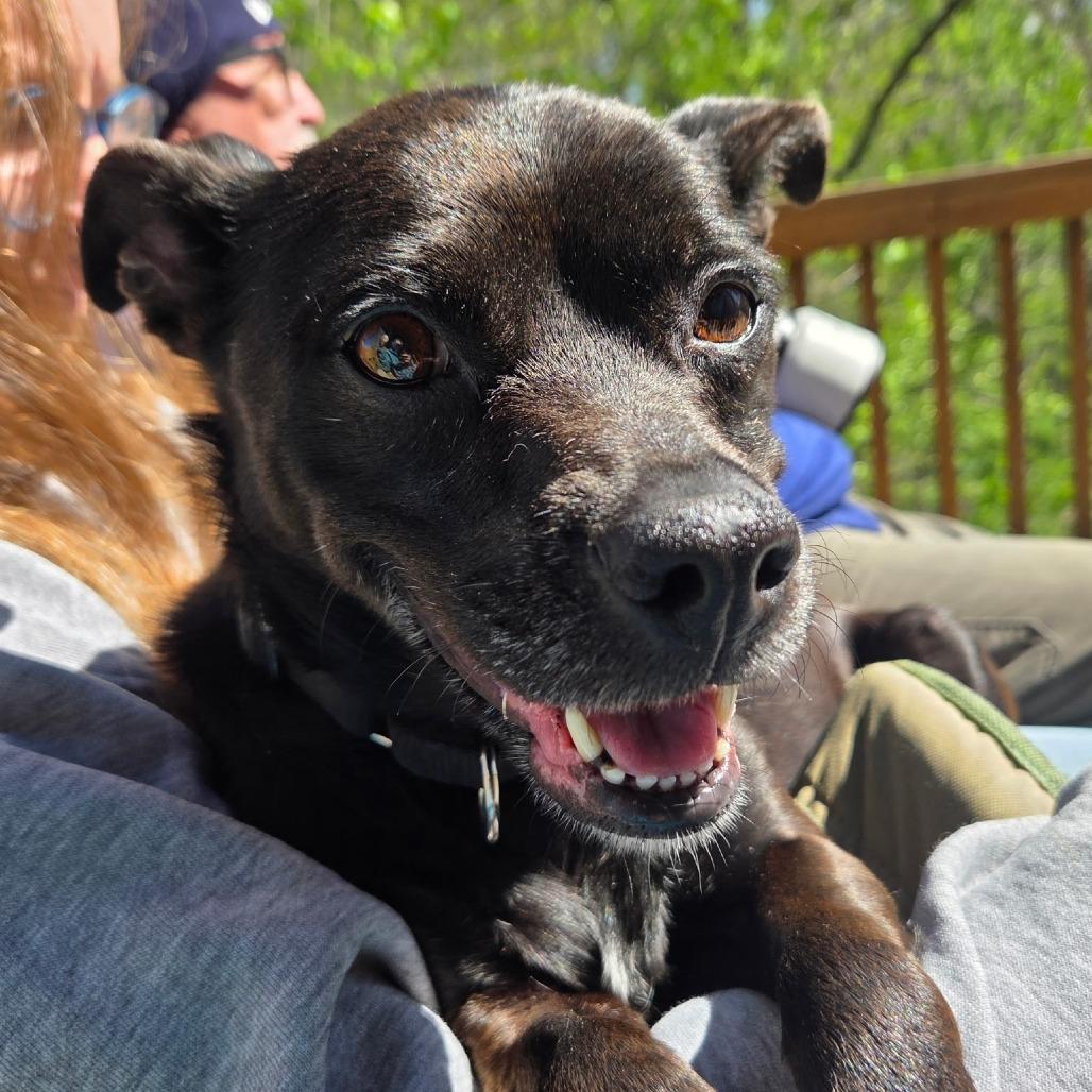 Enlarge Sassy, a Adoptable mixed breed in Springfield, IL image 5/6