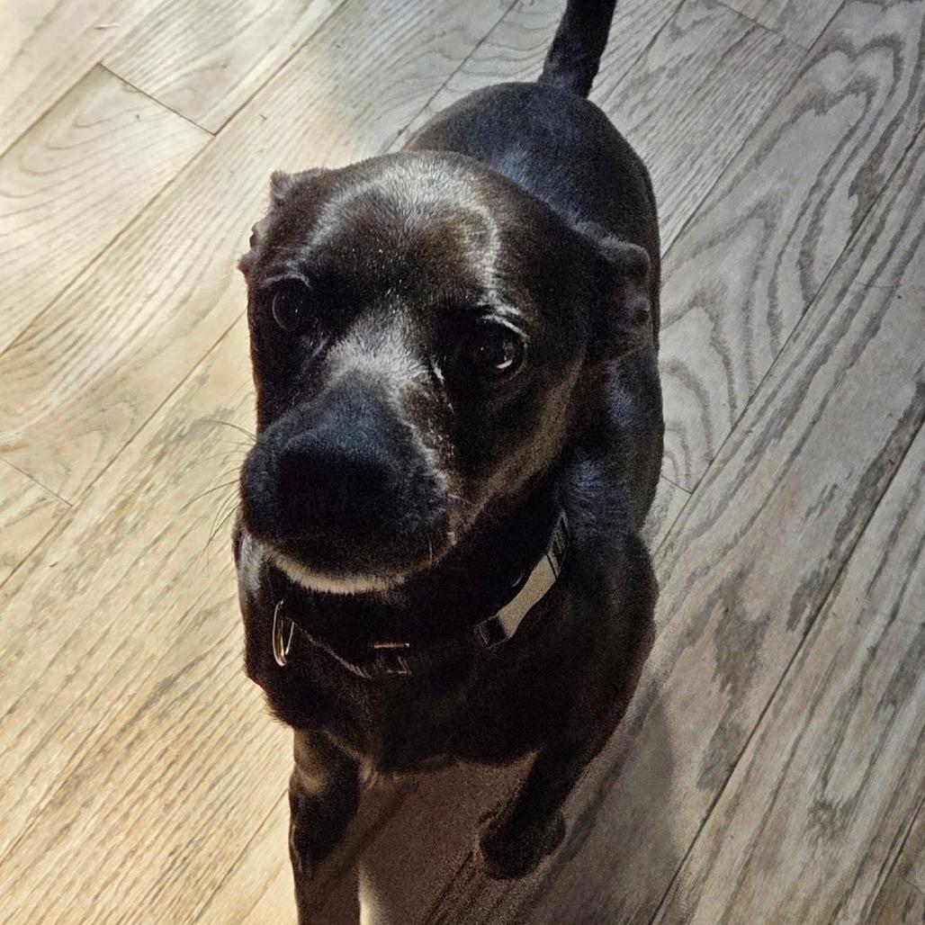Enlarge Sassy, a Adoptable mixed breed in Springfield, IL image 5/5