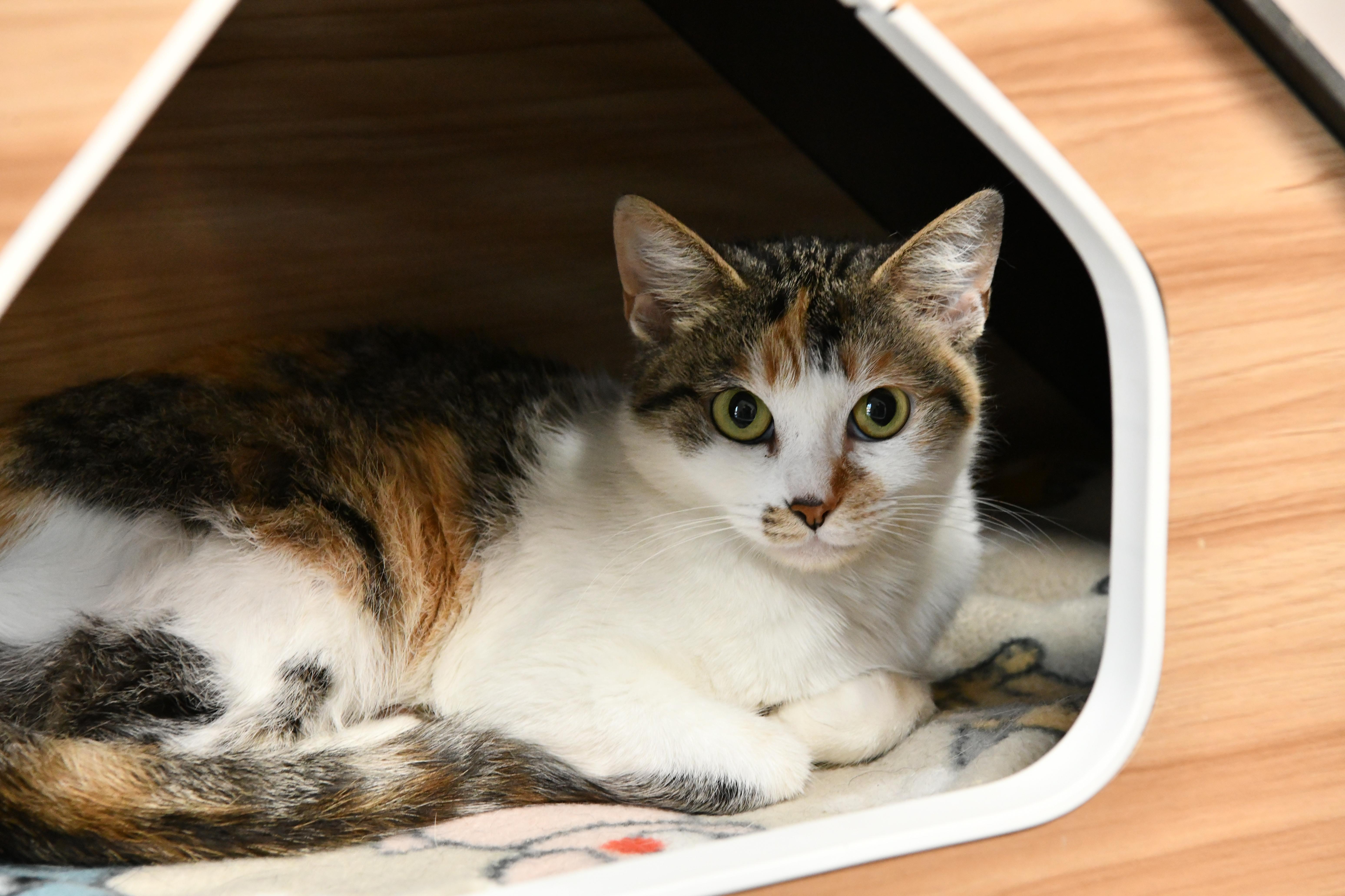 Enlarge Brooke, a ADOPTABLE Domestic Short Hair in Fairhope, AL image 2/2