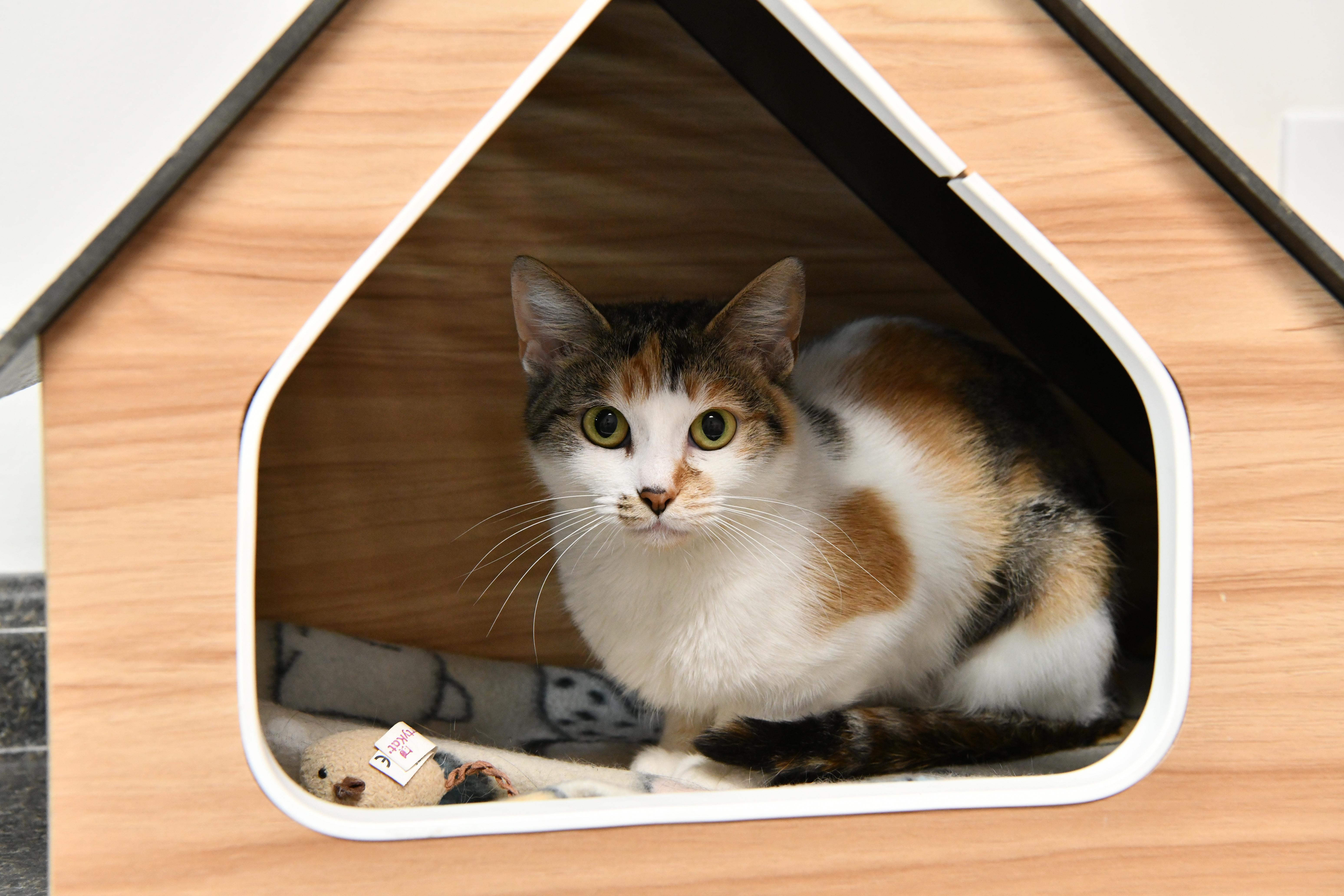 Enlarge Brooke, a ADOPTABLE Domestic Short Hair in Fairhope, AL image 1/2