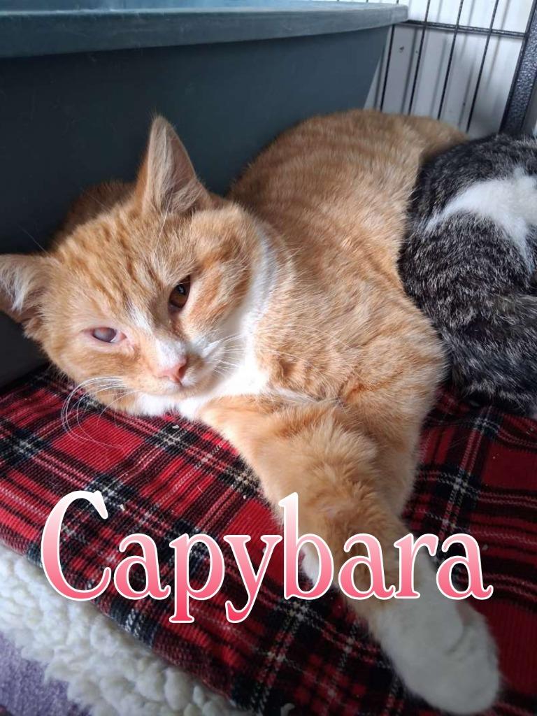 Enlarge Capybara, a Adoptable Domestic Short Hair in Hillsboro, OH image 1/2