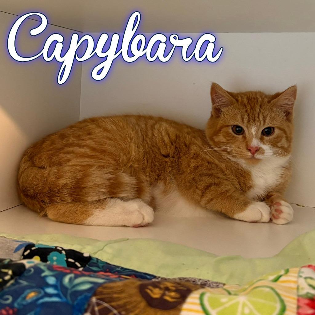 Capybara, Adoptable, Kitten Male Domestic Short Hair.