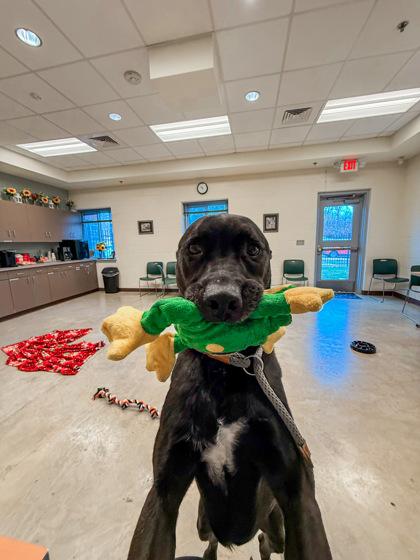 Meeve, Adoptable, Adult Male Mixed Breed & Mixed Breed.