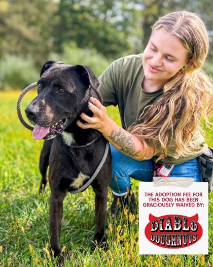 Meeve, a Adoptable Mixed Breed in Fallston, MD image 2/2