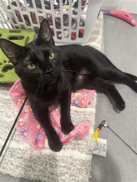 Enlarge AKASHA, a Adoptable Domestic Medium Hair in Saint Louis, MO image 1/1