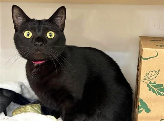 AKASHA, Adoptable, Young Female Domestic Medium Hair.