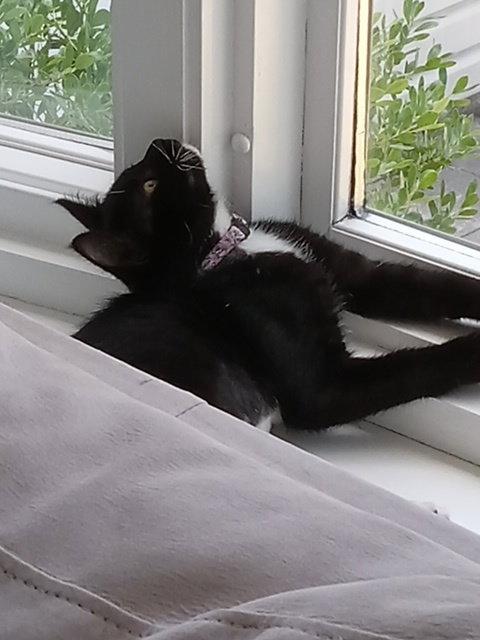 Mochi, a Adopted Domestic Short Hair in Rochester, NY image 1/3