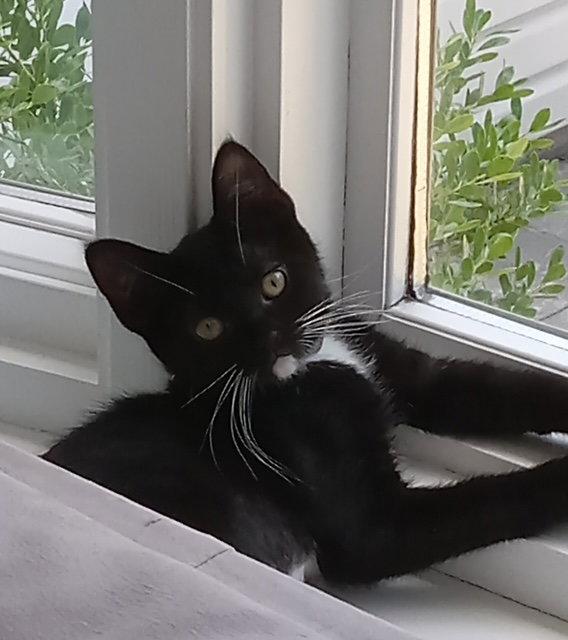 Mochi, a Adopted Domestic Short Hair in Rochester, NY image 2/3