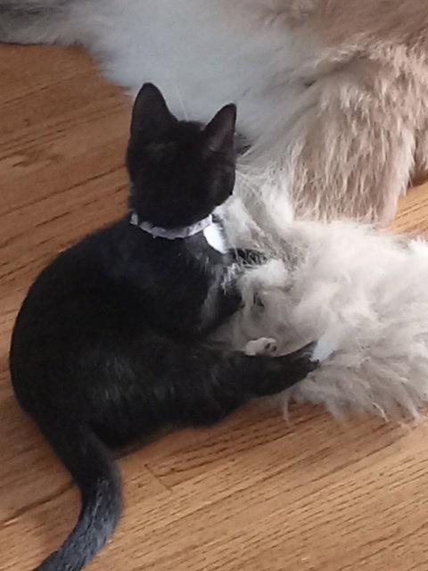 Mochi, a Adopted Domestic Short Hair in Rochester, NY image 3/3