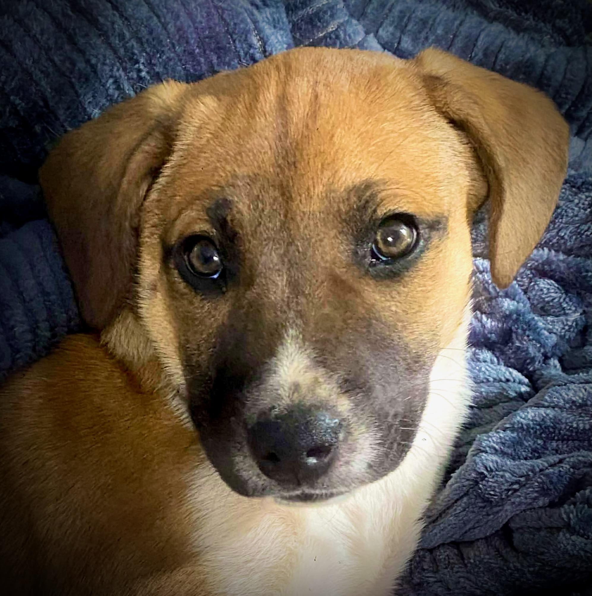 Dude, ADOPTABLE, Puppy Male American Bully & Labrador Retriever.