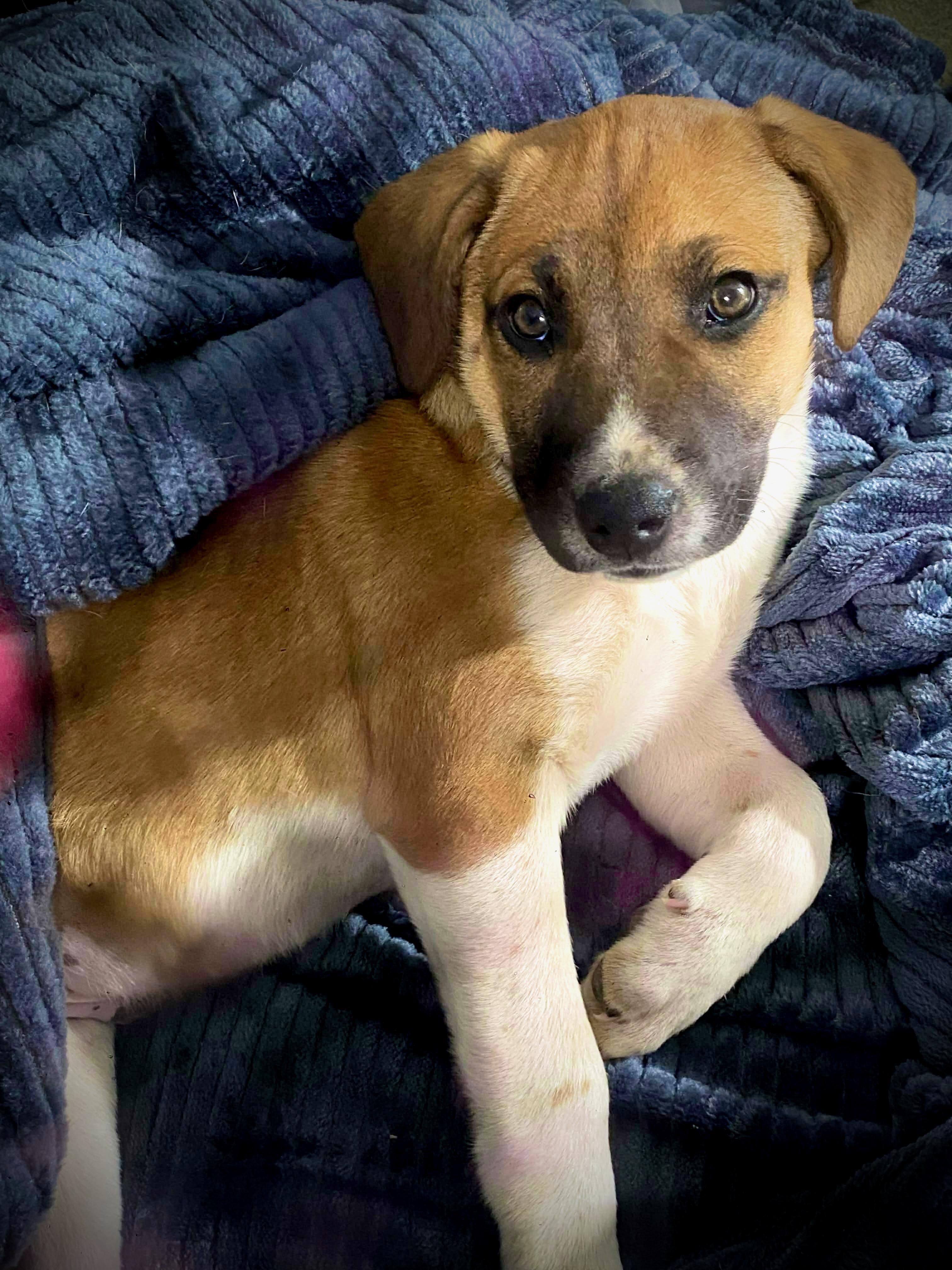 Enlarge Dude, a ADOPTABLE mixed breed in Oxford, GA image 2/2