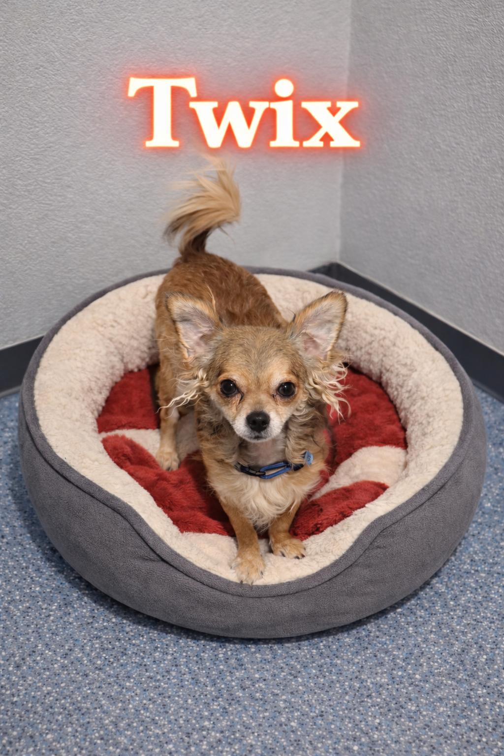 Enlarge Twix, a ADOPTABLE Chihuahua in Momence, IL image 1/1