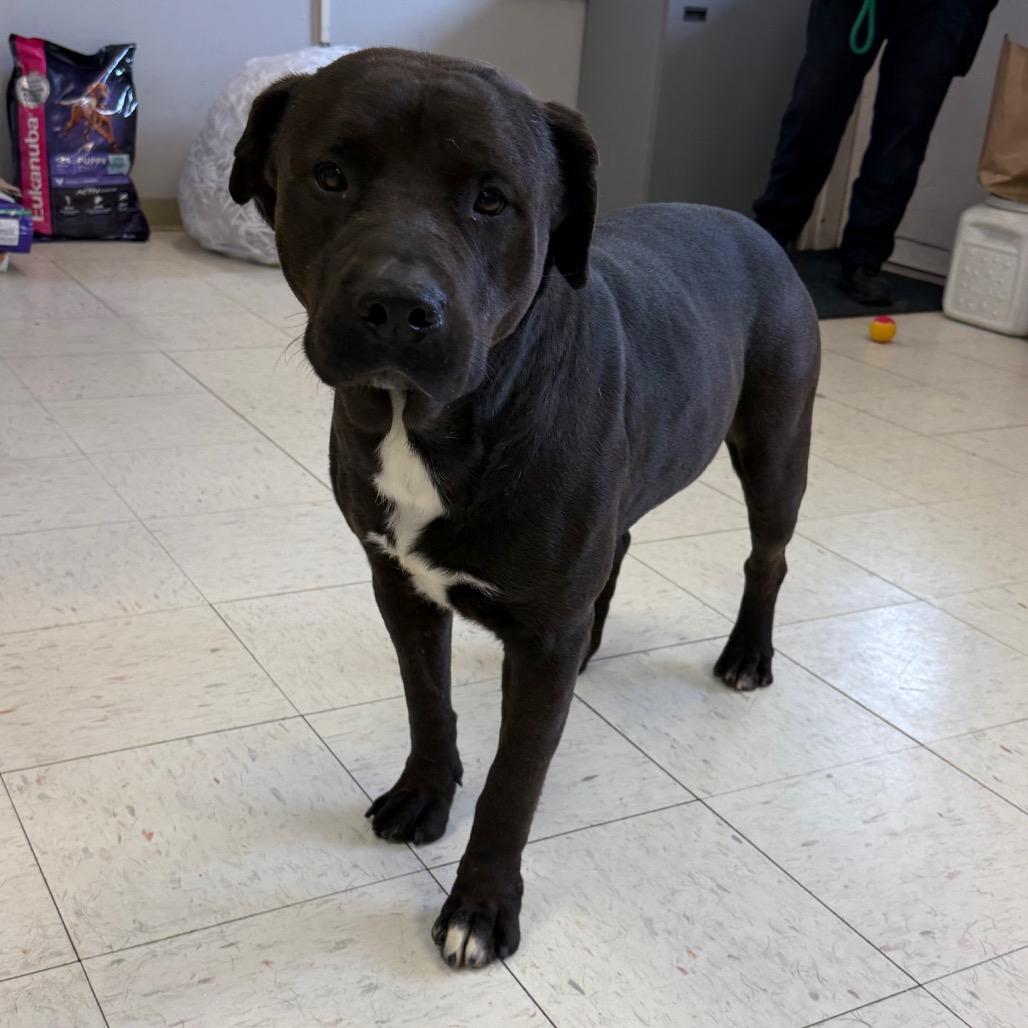 Hachi, Adoptable, Adult Male Black Labrador Retriever & Mastiff.