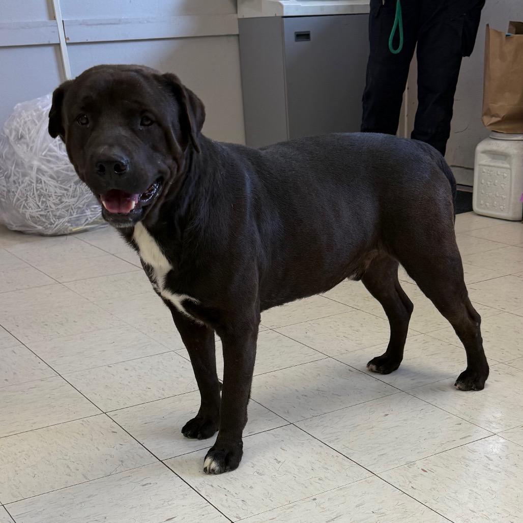 Hachi, a Adoptable mixed breed in Jacksonville, AR image 2/3