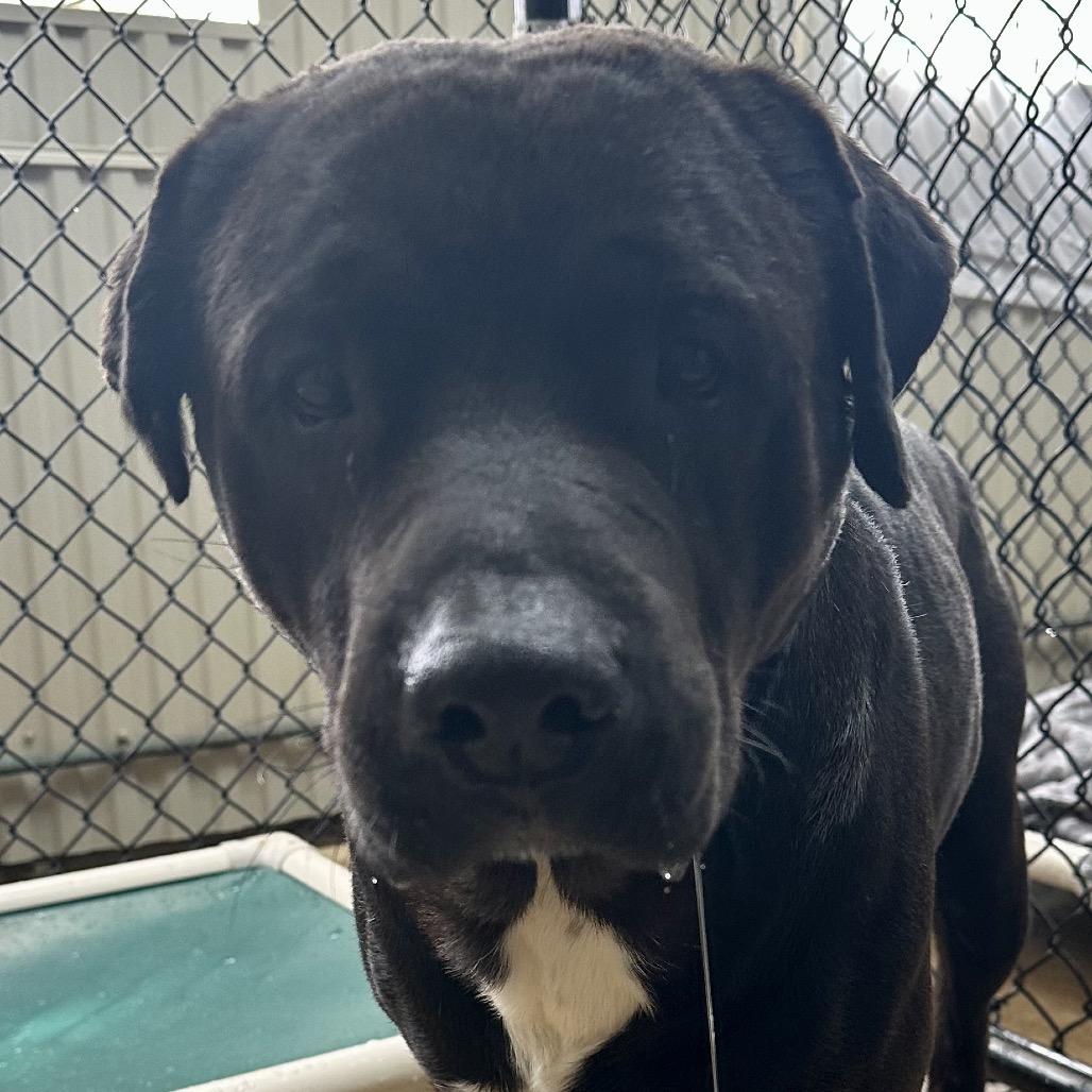 Hachi, a Adoptable mixed breed in Jacksonville, AR image 3/3