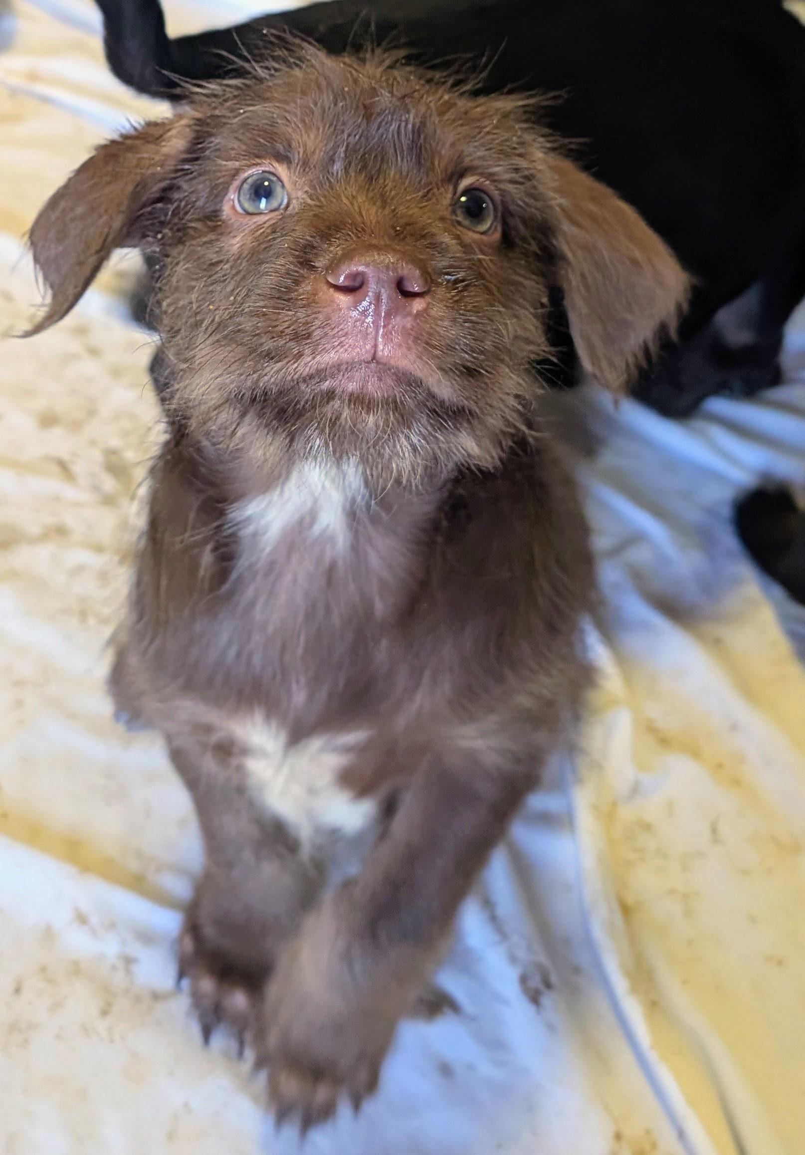 Enlarge Jolly, a ADOPTABLE mixed breed in Saint David, AZ image 2/4