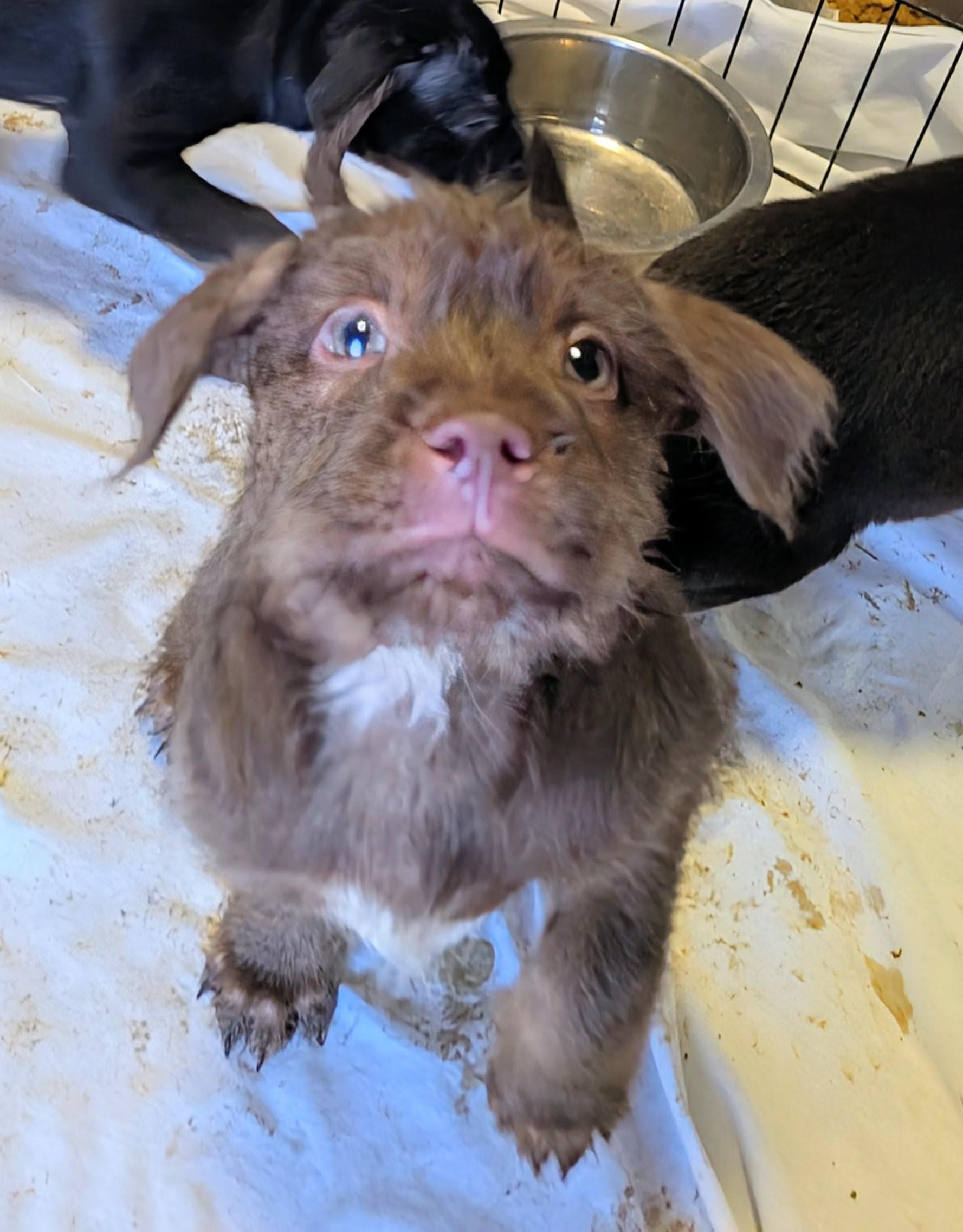 Jolly, ADOPTABLE, Puppy Male Cairn Terrier.