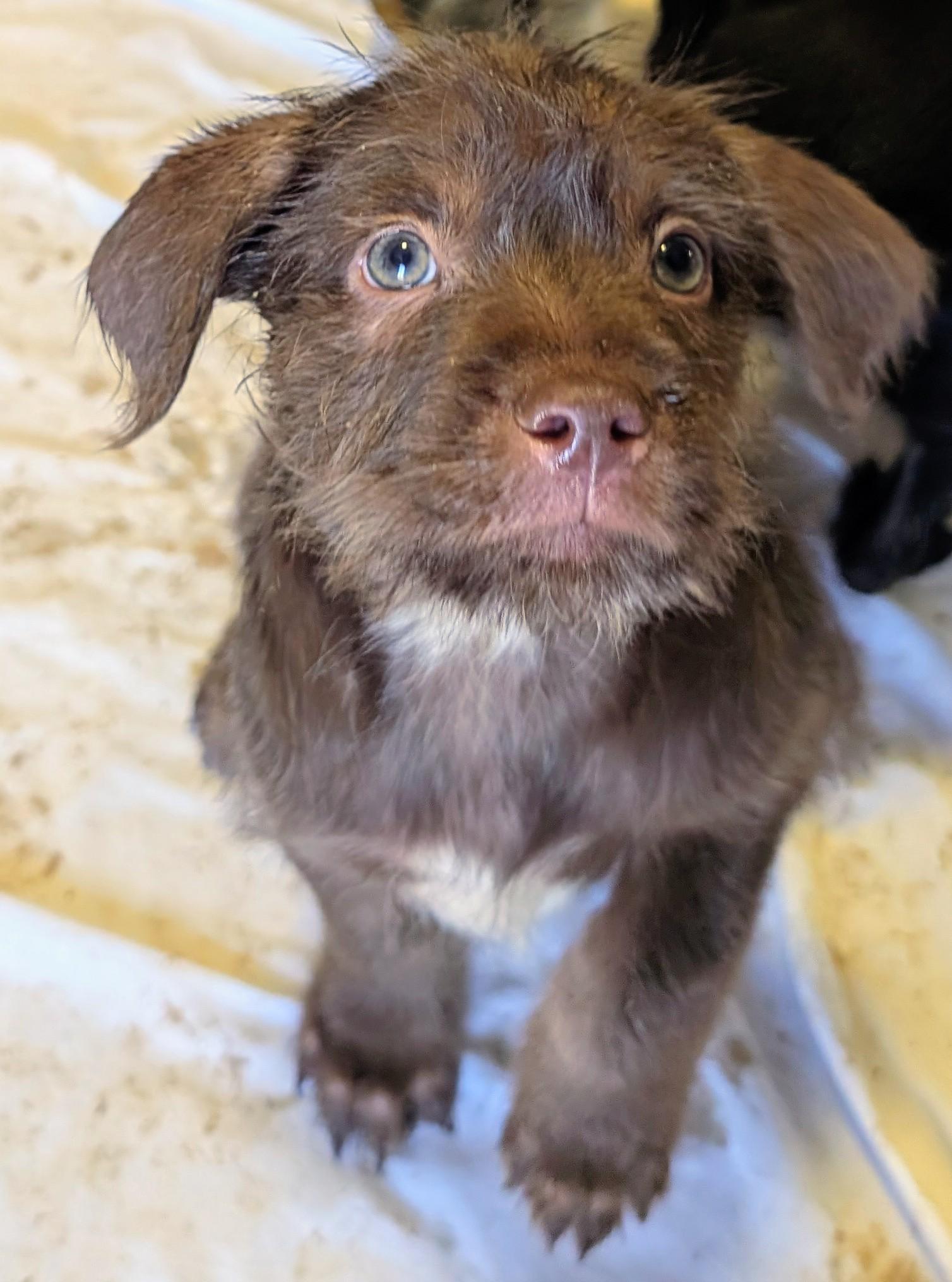 Enlarge Jolly, a ADOPTABLE mixed breed in Saint David, AZ image 4/4