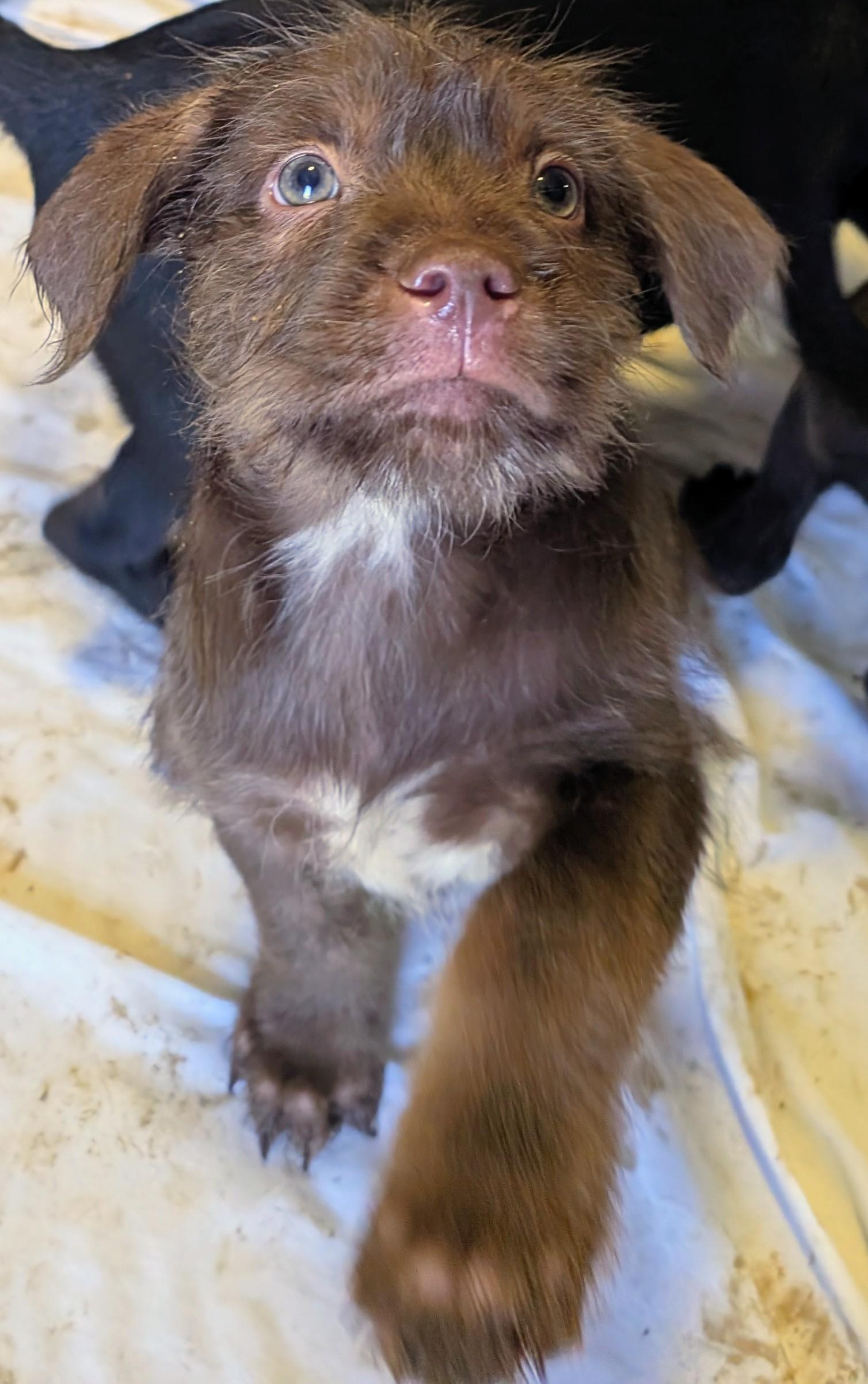 Enlarge Jolly, a ADOPTABLE mixed breed in Saint David, AZ image 3/4