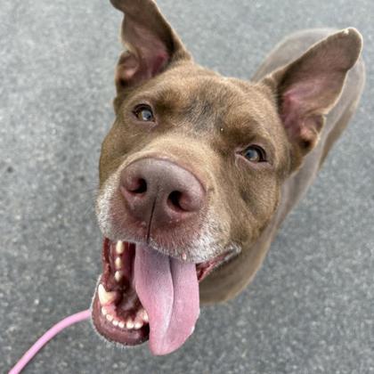 Enlarge Rocky, a Adoptable mixed breed in Syracuse, NY image 1/2