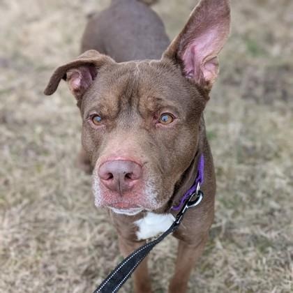 Rocky, Adoptable, Adult Male Pit Bull Terrier.