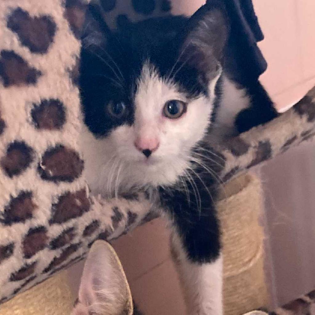 Enlarge MEOWOI KUSAMA, a ADOPTABLE Domestic Short Hair in Joshua Tree, CA image 1/4