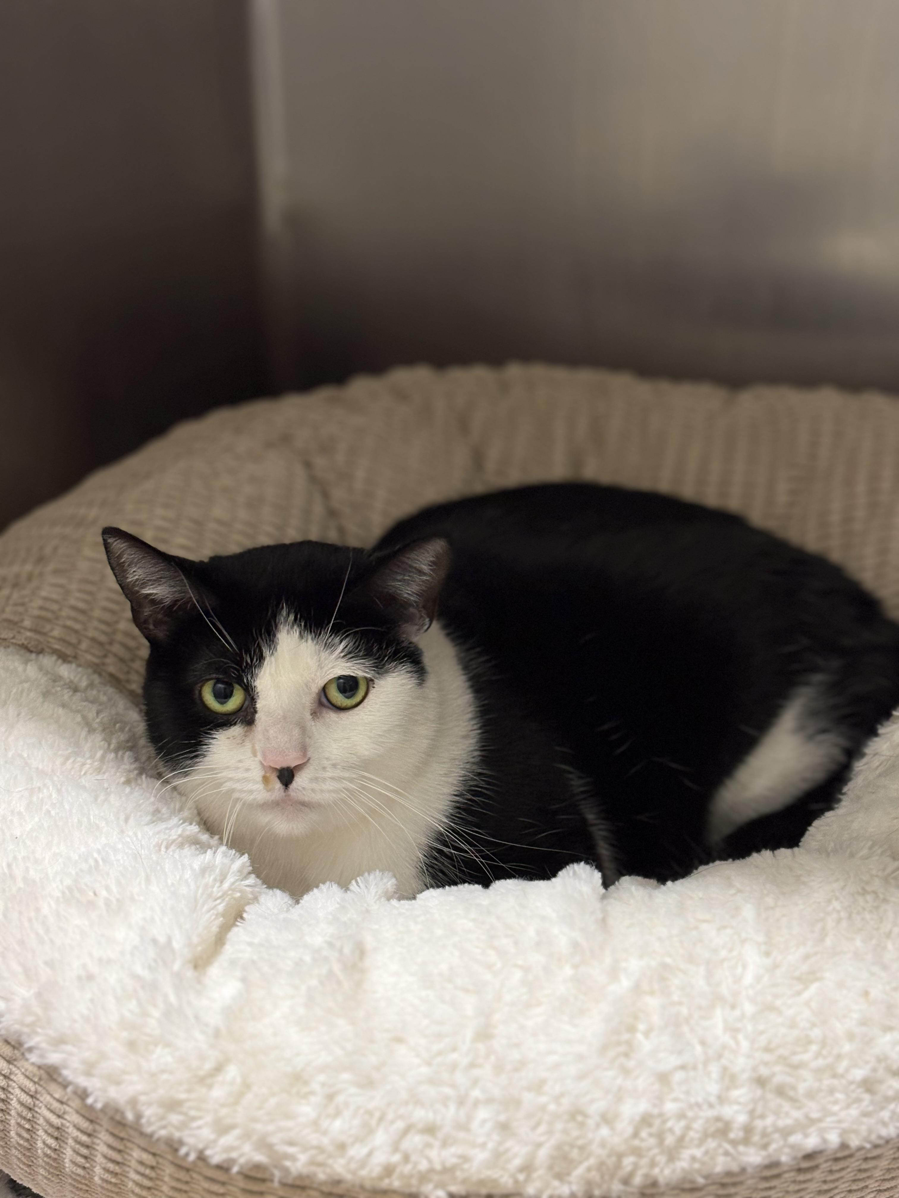 MEOWOI KUSAMA, ADOPTABLE, Adult Female Domestic Short Hair.