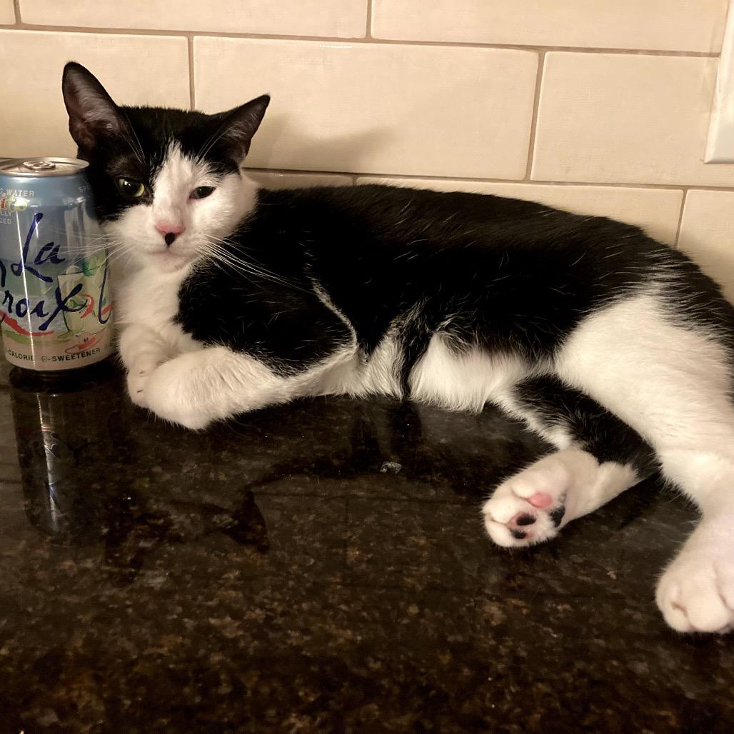 Enlarge MEOWOI KUSAMA, a ADOPTABLE Domestic Short Hair in Joshua Tree, CA image 3/4