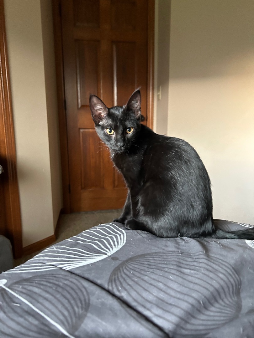 Fish, Adopted, Kitten Female Domestic Short Hair.