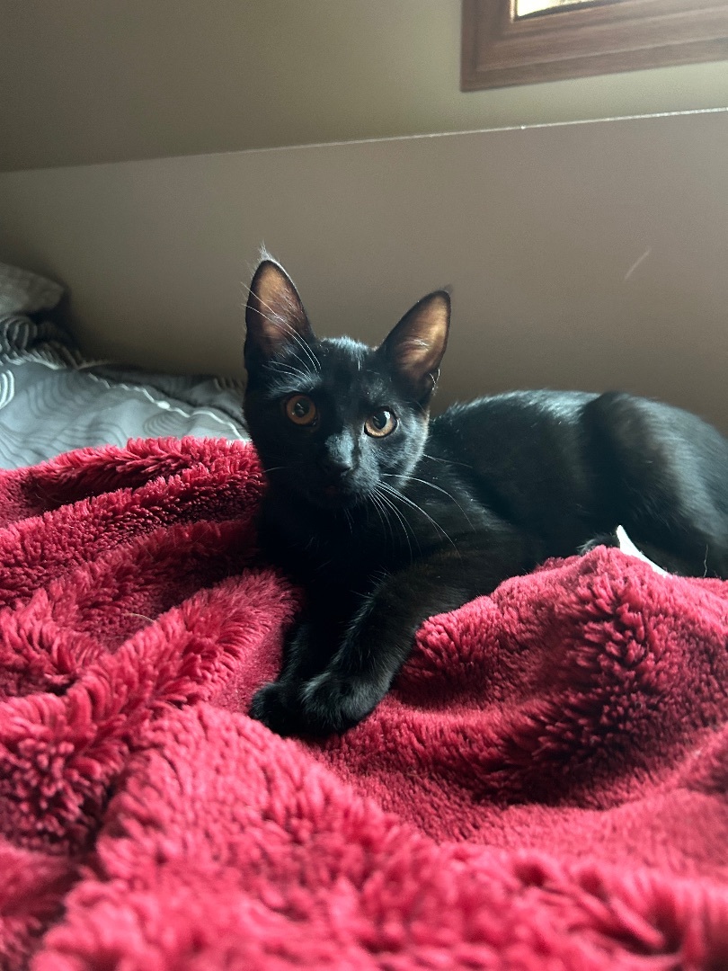 Fish, a Adopted Domestic Short Hair image 2/6