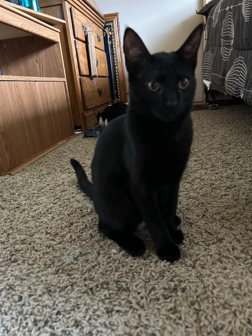 Fish, a Adopted Domestic Short Hair image 3/6