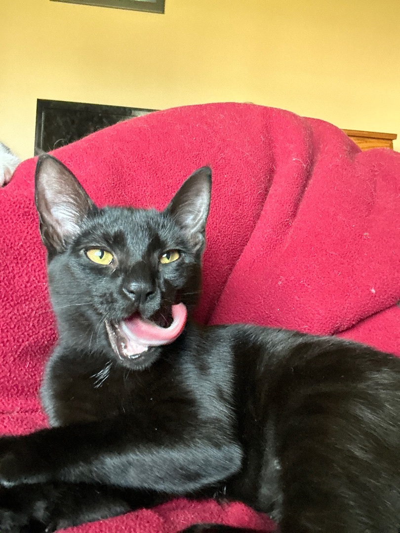 Fish, a Adopted Domestic Short Hair image 4/6