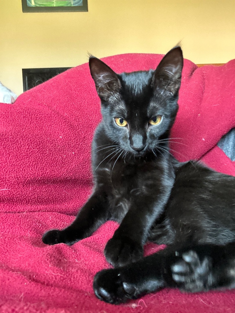 Fish, a Adopted Domestic Short Hair image 5/6