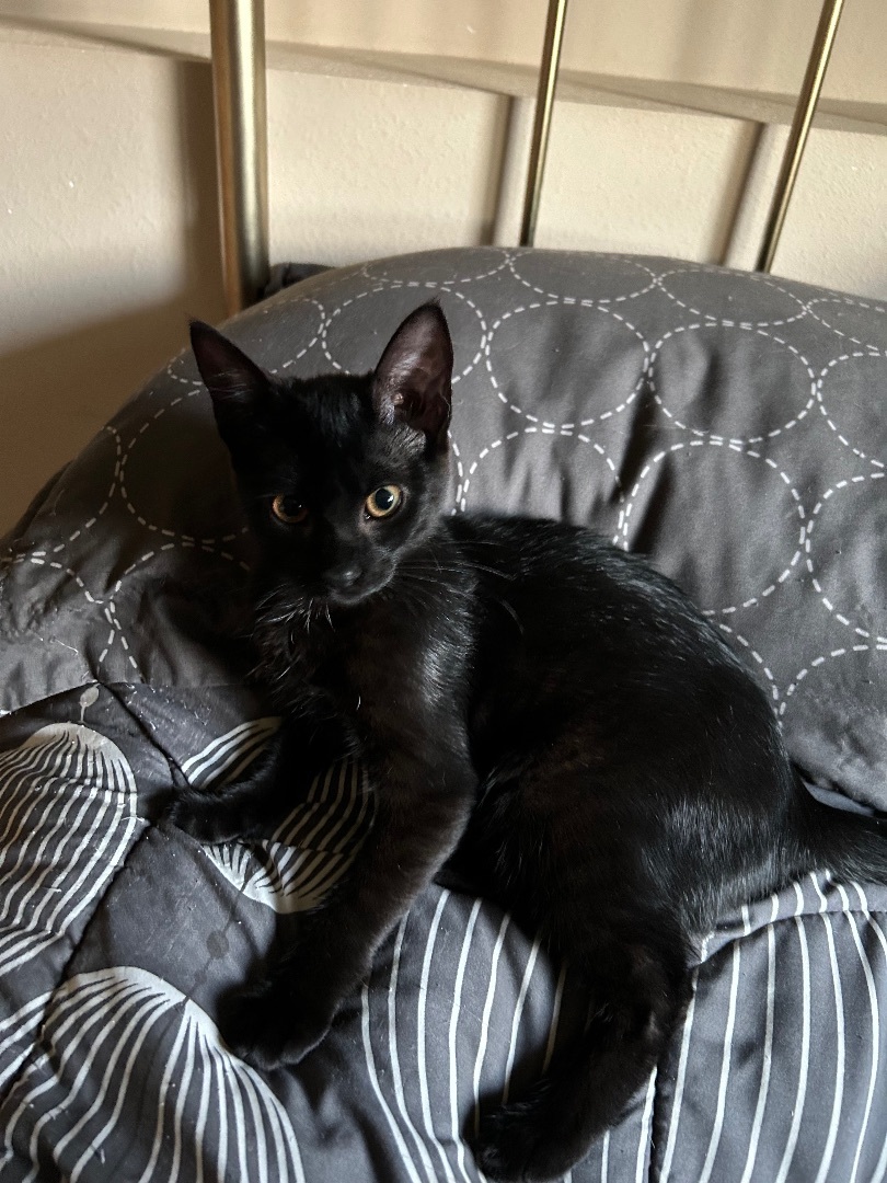 Fish, a Adopted Domestic Short Hair image 6/6