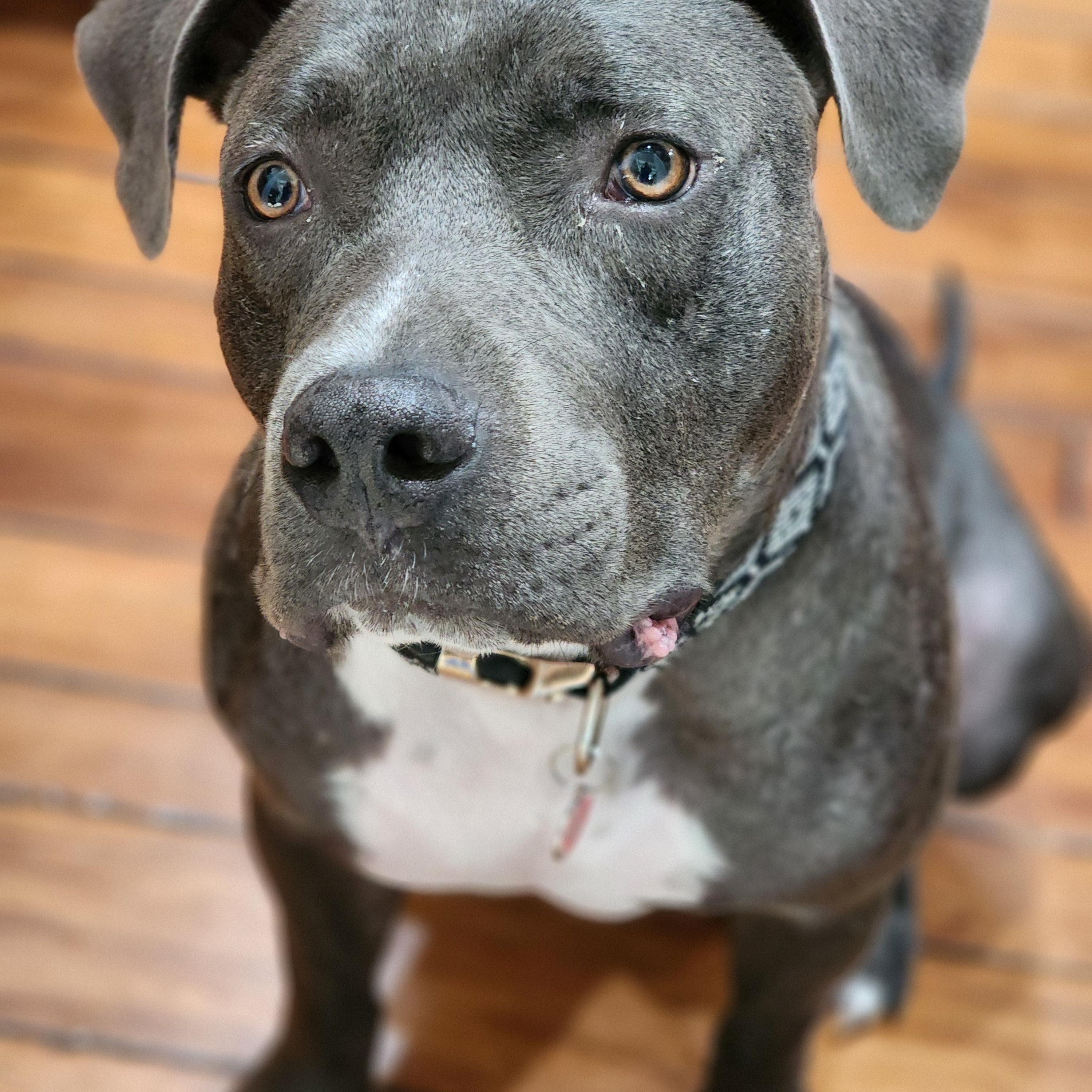Enlarge DEEZ, a Adoptable Pit Bull Terrier in Las Vegas, NV image 3/3