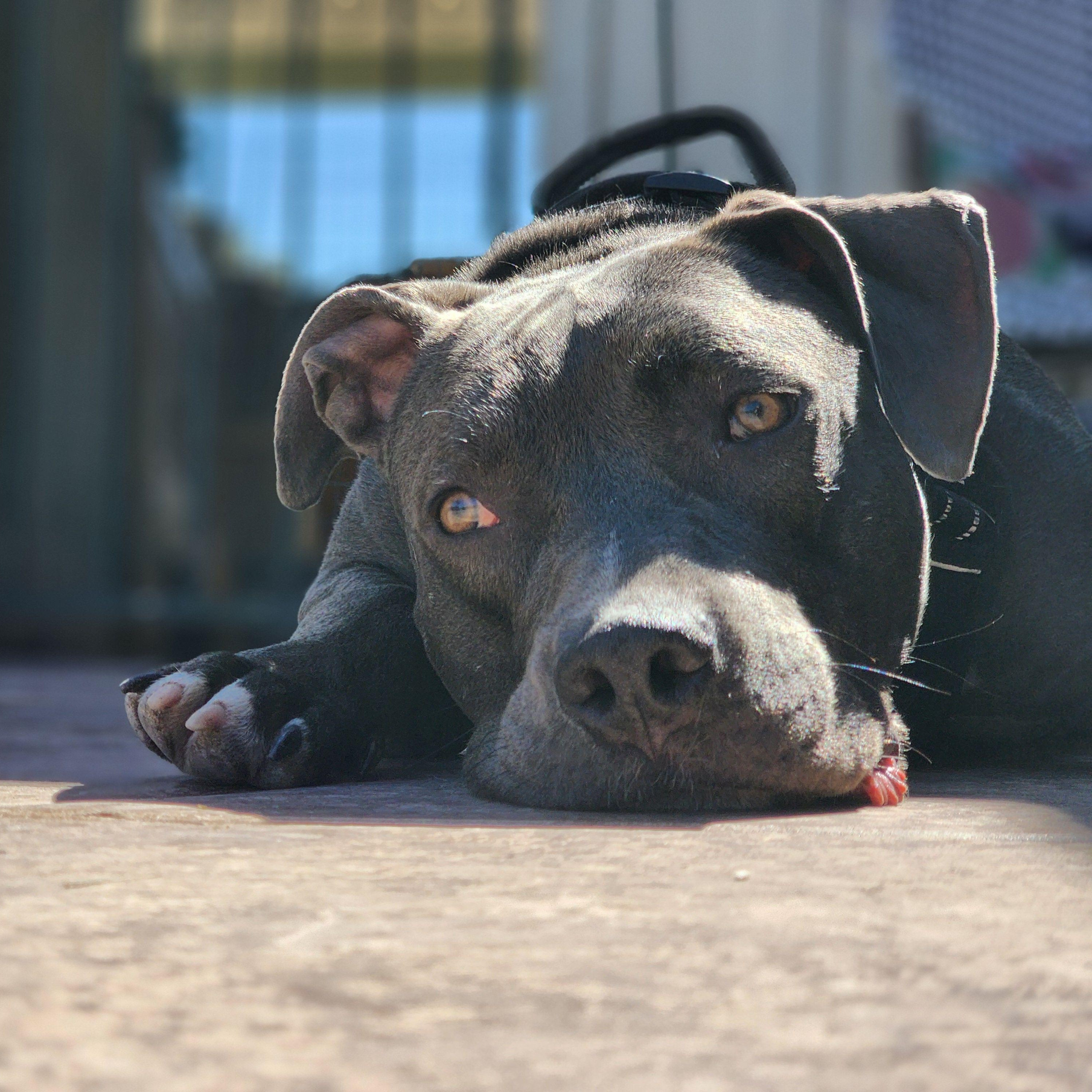 Enlarge DEEZ, a Adoptable Pit Bull Terrier in Las Vegas, NV image 2/3