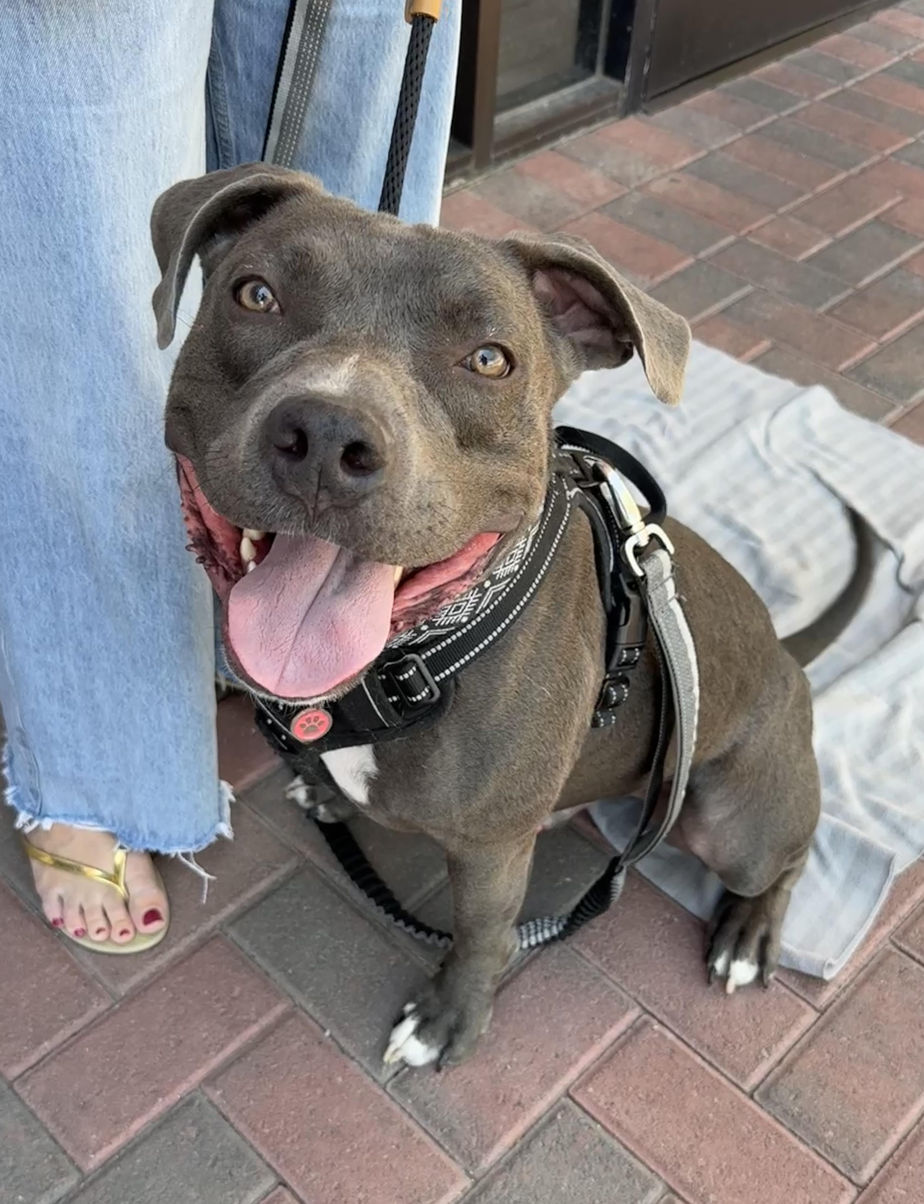 Enlarge DEEZ, a Adoptable Pit Bull Terrier in Las Vegas, NV image 1/3
