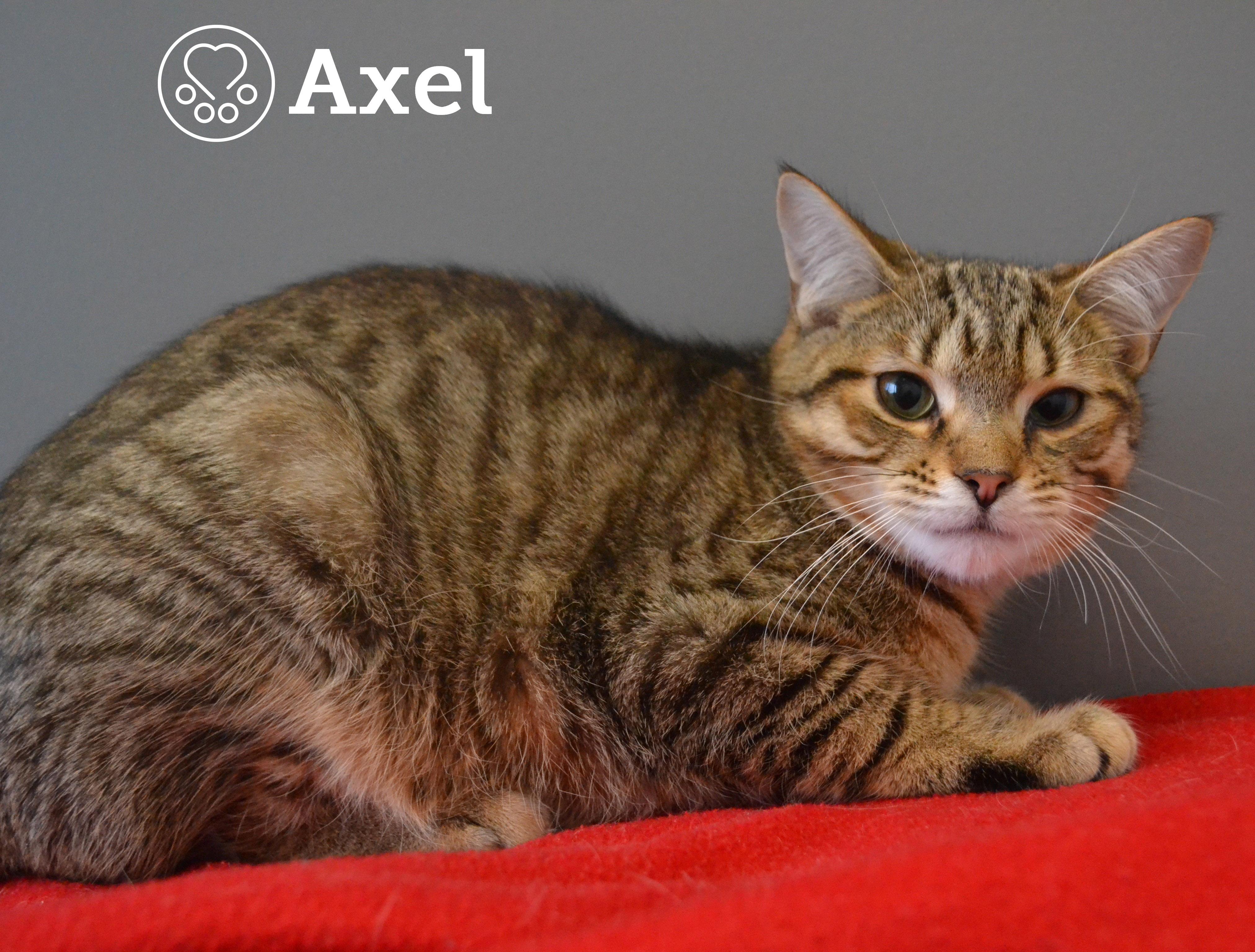 Enlarge Axel, a ADOPTABLE Domestic Short Hair in Anjou, QC image 1/1