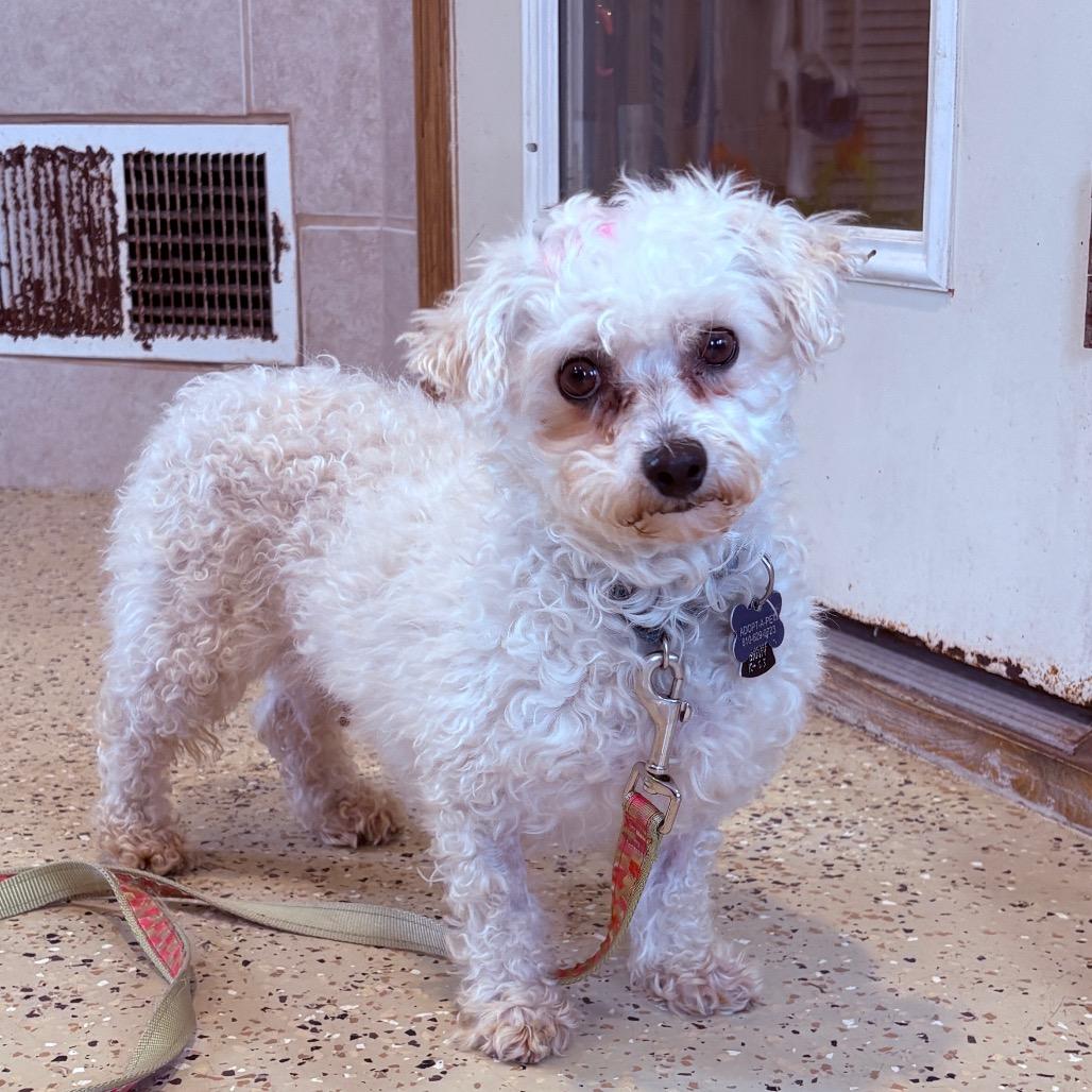 Fern , adoptable, Adult Female Bichon Frise.