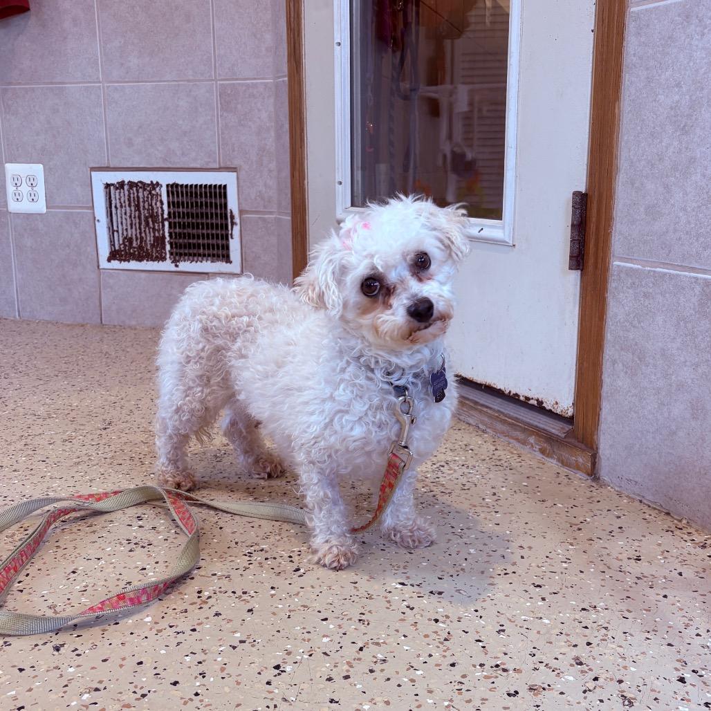 Fern , an adoptable Bichon Frise in Fenton, MI image 2/2