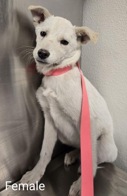 Enlarge Sugar Plum, a Adoptable mixed breed in Fresno, CA image 1/1