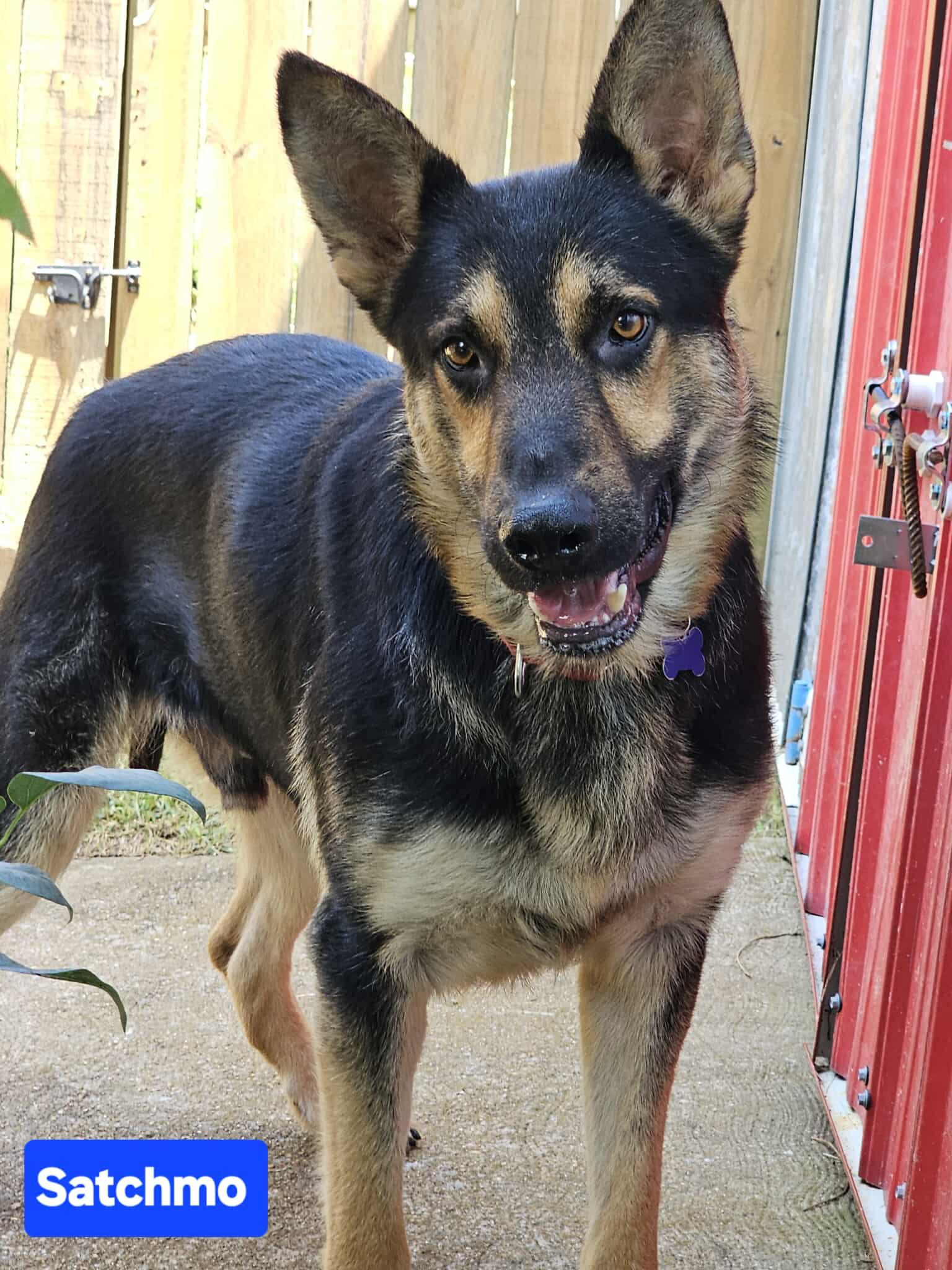 Satchmo, a Adoptable German Shepherd Dog in Nashua, NH image 4/6