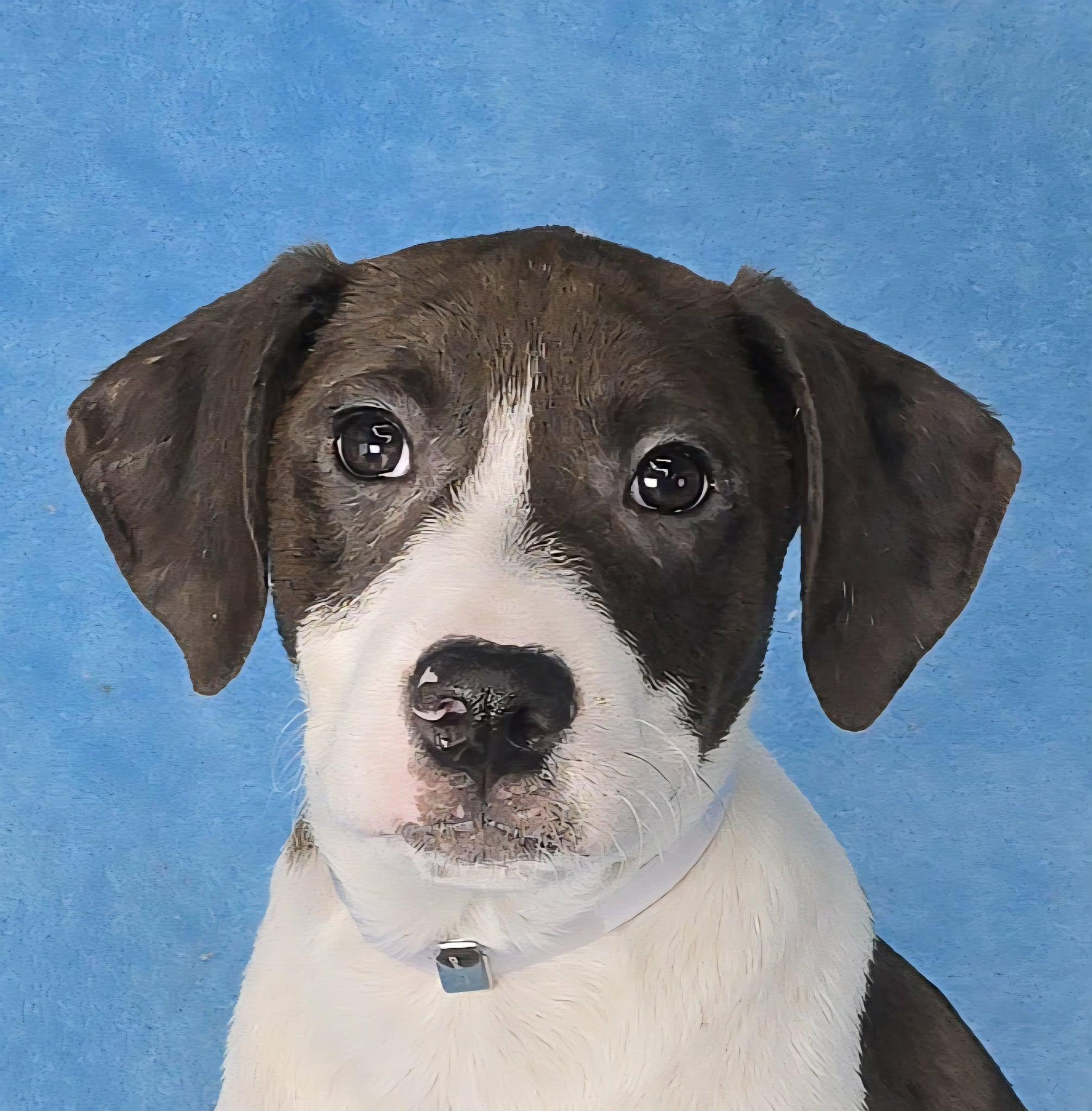 Enlarge Danaus, a Adoptable mixed breed in Newport, TN image 1/3