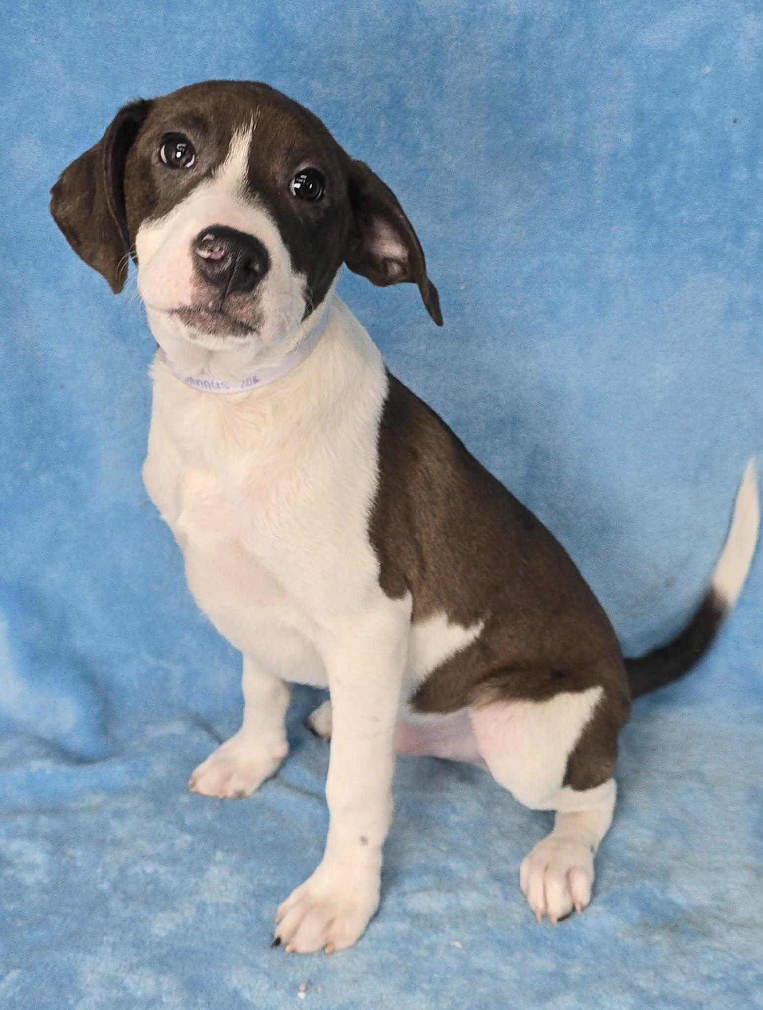 Enlarge Danaus, a Adoptable mixed breed in Newport, TN image 2/3