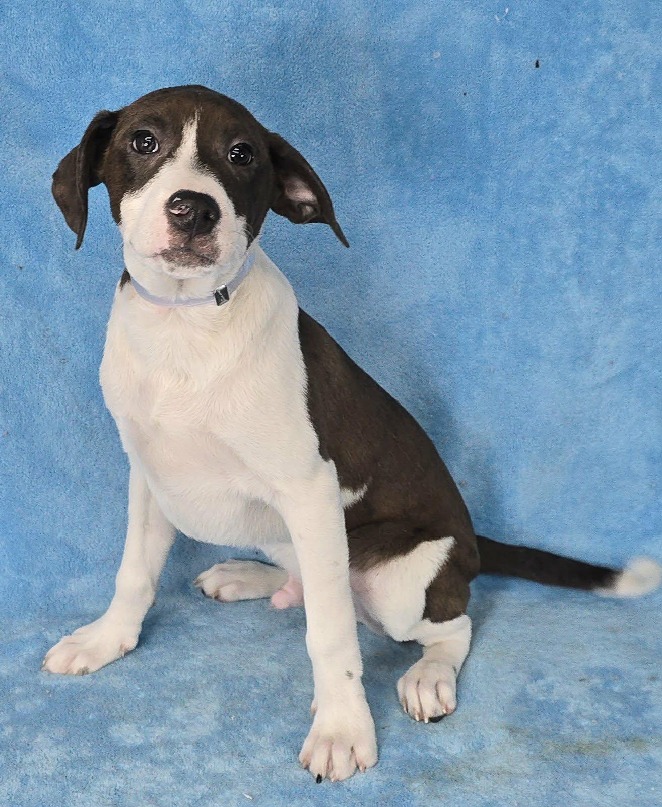 Enlarge Danaus, a Adoptable mixed breed in Newport, TN image 3/3